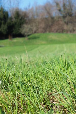 grassの写真素材