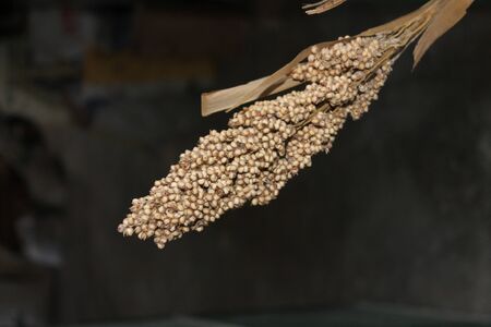 The Tip Of A Wheatの写真素材