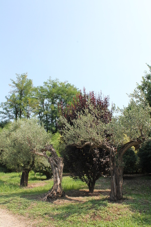 Olivesの写真素材