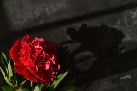 shadow of a red peony by natural light from a window on black chalk slate backgroundの写真素材