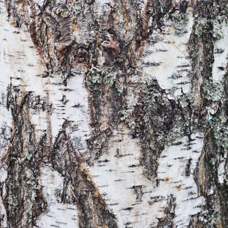 Texture of old birch tree bark covered with  lichenの写真素材