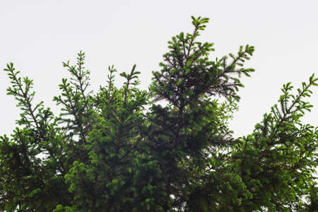 green prickly of spruce branches on the nature on background of skyの写真素材