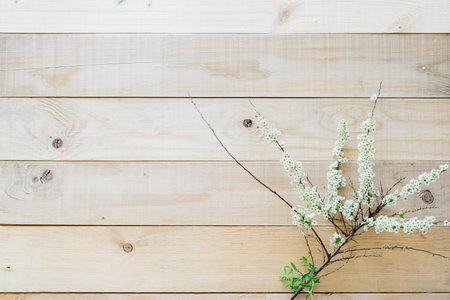 top view blooming branch spirea on wooden backgroundの写真素材