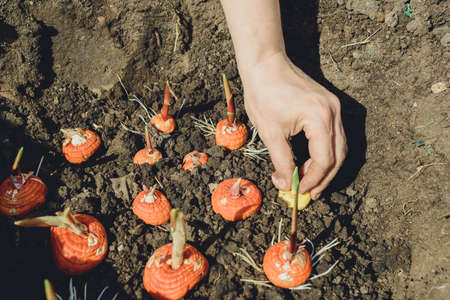 hands planting bulb of gladiolus in the gardenの写真素材