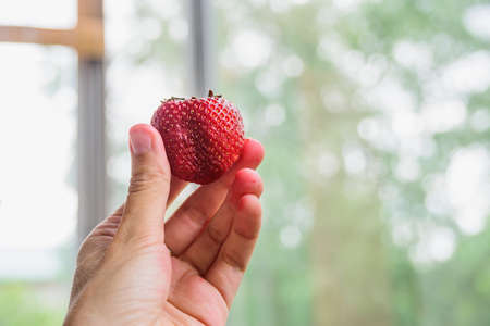Strawberry in the hand on tree backgroundの写真素材
