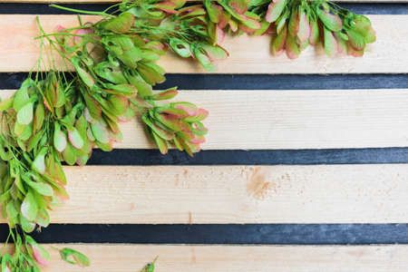 maple seeds on a striped wooden backgroundの写真素材