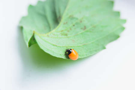 newborn ladybug without spots sits on a strawberry leafの写真素材