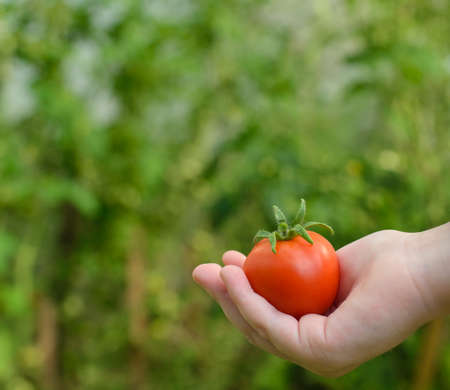 child holding a tomato in her handの写真素材