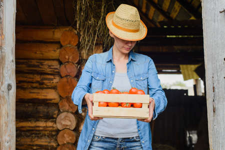 young woman holds box with crop of tomatoesの写真素材