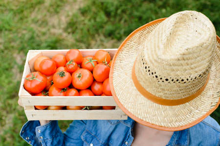 young woman holds box with crop of tomatoesの写真素材