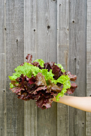 fresh harvest salad leaves in woman handの写真素材