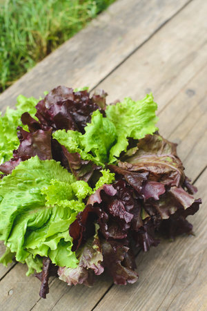 over head view of fresh harvest salad leaves