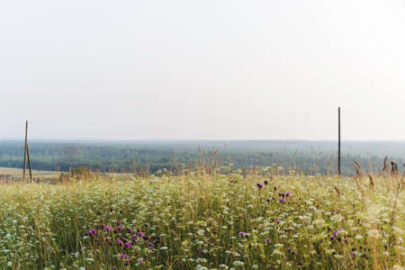 wild summer rustic landscape of meadow on a hill on forest backgroundの写真素材