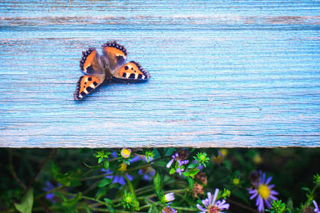 black-orange butterfly on a blue empty rustic shabby wooden board, summer background with painted wood copy spaceの写真素材