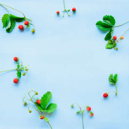 top view of strawberry fruits on bright blue color paper background with copy space for text, wild summer health conceptの写真素材