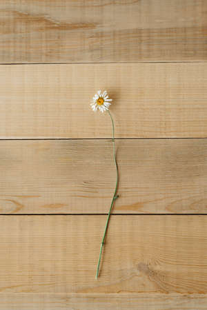 Top view image of dry wild field chamomile flower on a wooden background to tea or alternative medicine conceptの写真素材