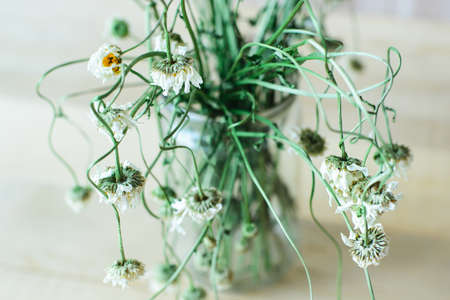 Side view of dry wild field chamomile flower bouquet in glass vase on a wooden backdrop to tea or alternative medicine conceptの写真素材