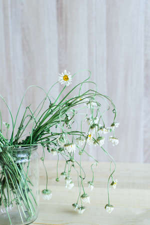 Side view of dry wild field chamomile flower bouquet in glass vase on a wooden backdrop to tea or alternative medicine conceptの写真素材