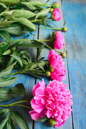view from angle above of row pink peony flowers with green stalk and leaves lay on a blue board table, floristry element for bouquet or decorate celebrate conceptの写真素材