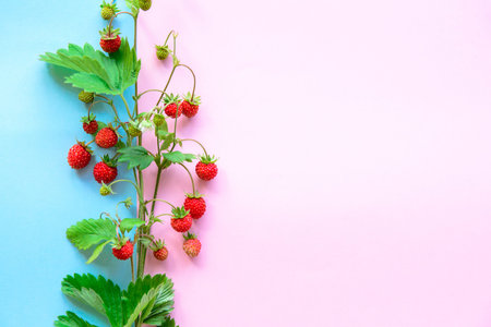 top view of strawberry fruits on bright dual blue and pink color paper background with copy space...