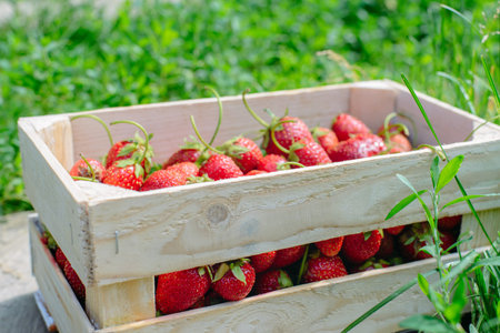 Fresh strawberry harvest in a wooden boxの写真素材