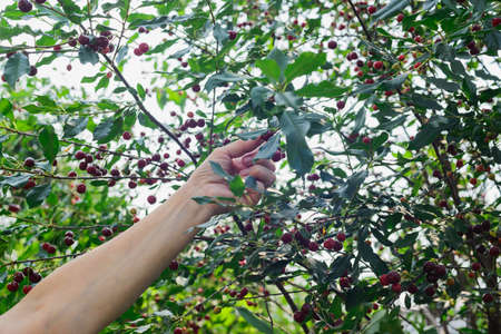 hands of an elderly white caucasian woman picking a cherry harvestの写真素材