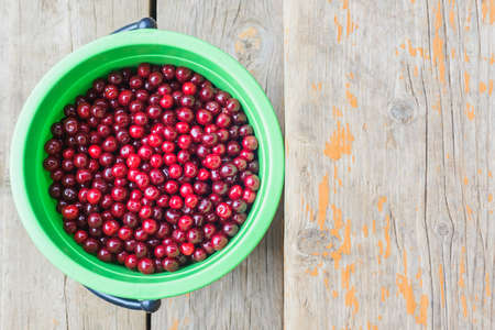 fresh harvest of ripe burgundy red cherry in a green plastic bucketの写真素材
