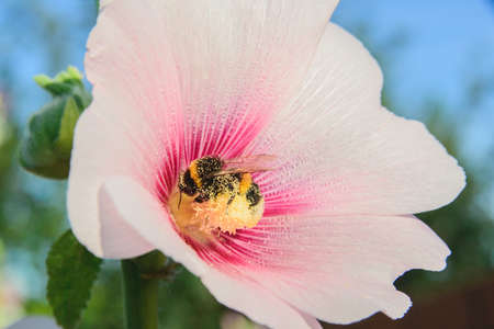 side view of close-up bee sits on a malva flowerの写真素材