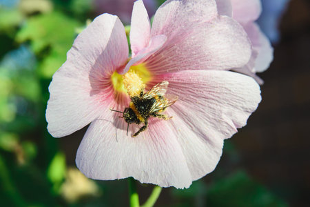 top view of close-up bee sits on a malva flower