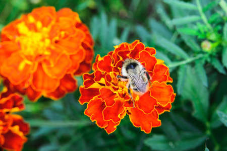 bee sit on orange marigold flower on green grass background as love of work conceptの写真素材