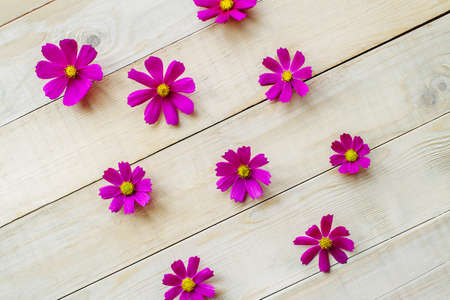 top view of open cosmos plant flowers lay on wooden tableの写真素材