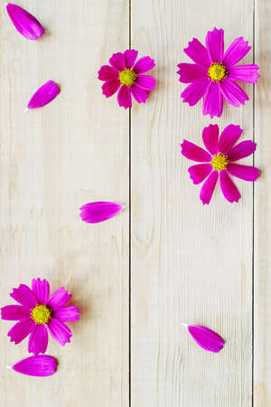top view of open cosmos plant flowers and petals lay on wooden tableの写真素材