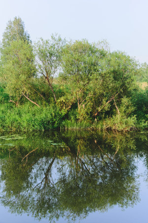 willow bush on river coast, stock photo imageの写真素材