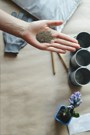 womans hand holds parsley seed, stock photo image