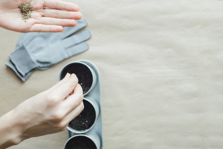 Woman planting seeds of parsley, dill, basil in metal potsの写真素材