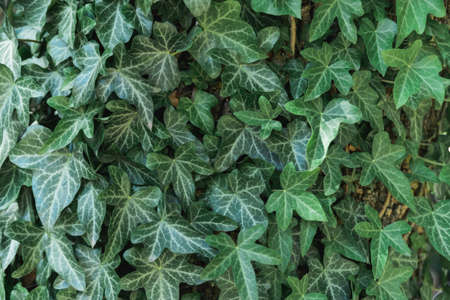 closeup shoot of Hedera helix, common ivy, English ivy, European ivy evergreen leaves pattern on house wall, horizontal stock photo image botanical backgroundの写真素材