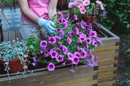 florist plants flowers in wooden street container pot at cafe, outdoors landscaping concept, lifestyle horizontal close up stock photo imageの写真素材