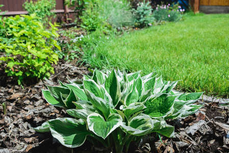 white and green leaves of hostas plant, flowerbed and grass lawn in landscaped plot, horizontal outdoors stock photo imageの写真素材
