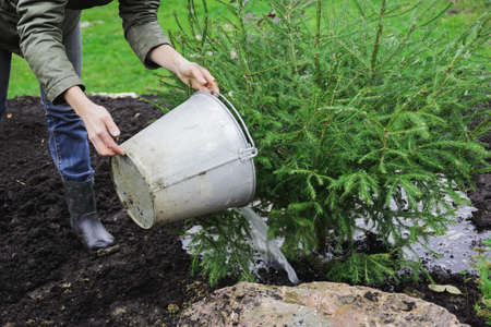 landscape designer caucasian woman watering with liquid fertilizers of young fir tree, autumn preparing for winter on garden plot, stock photo imageの写真素材