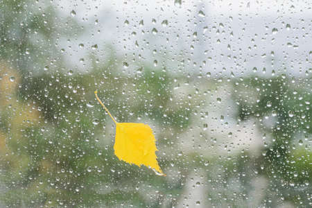 yellow birch leaf on wet glass of window with autumn blurred reflection trees, horizontal   imageの写真素材
