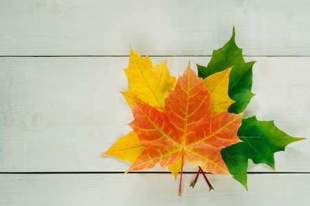 yellow golden leaves in heap flat lay on light white wooden board table with   for , horizontal   image for autumn banner designの写真素材