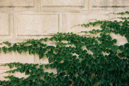 Hedera helix, common ivy, English ivy, European ivy evergreen foliage on white stone house wall, horizontal stock photo image botanical and architecture background with empty copy space for textの写真素材