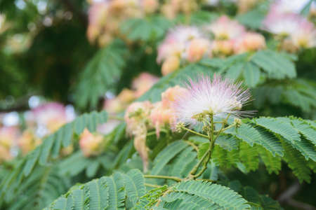 blooming flower of Albizia julibrissin, the Persian silk tree or pink silk tree, mimosa or acacia, close up horizontal stock photo image background with copy space for textの写真素材