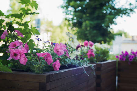 petunia in wooden container flower pot outside, outdoors planting landscaping, vertical stock photo image backgroundの写真素材