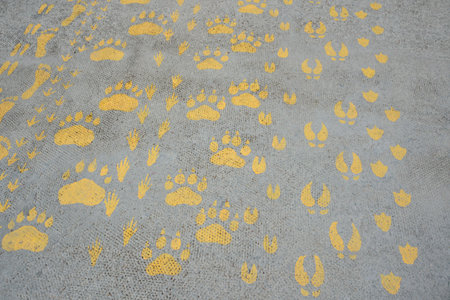silhouette prints of traces of animal, human, birds on asphalt pavement path painted with yellow...