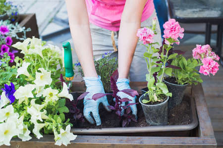 caucasian woman gardener hands in blue gloves replanting flowers into wooden container pot  in street cafe, outdoors planting landscaping, horizontal close-up stock photo imageの写真素材