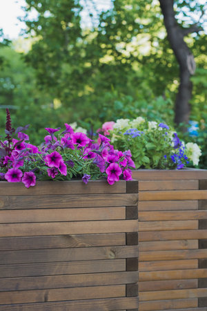 petunia, amaranth, ageratum and lobelia flowers in wooden container flower pot outside in street...