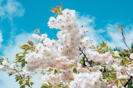 close-up blossoming branch with bloom white flower buds of cherry or sakura tree on blue sky background, horizontal outdoors stock photo image wallpaperの写真素材