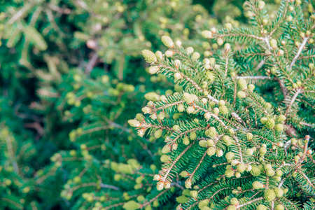 close-up branch with new young sprout of fir tree shoot in spring, environmental protection and new life concept, horizontal macro stock photo image backgroundの写真素材