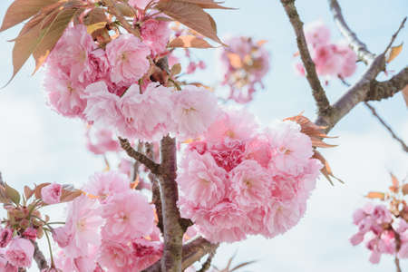 close-up blossoming branch with bloom pink flower buds of cherry or sakura tree on blue sky background, horizontal outdoors stock photo image wallpaperの写真素材
